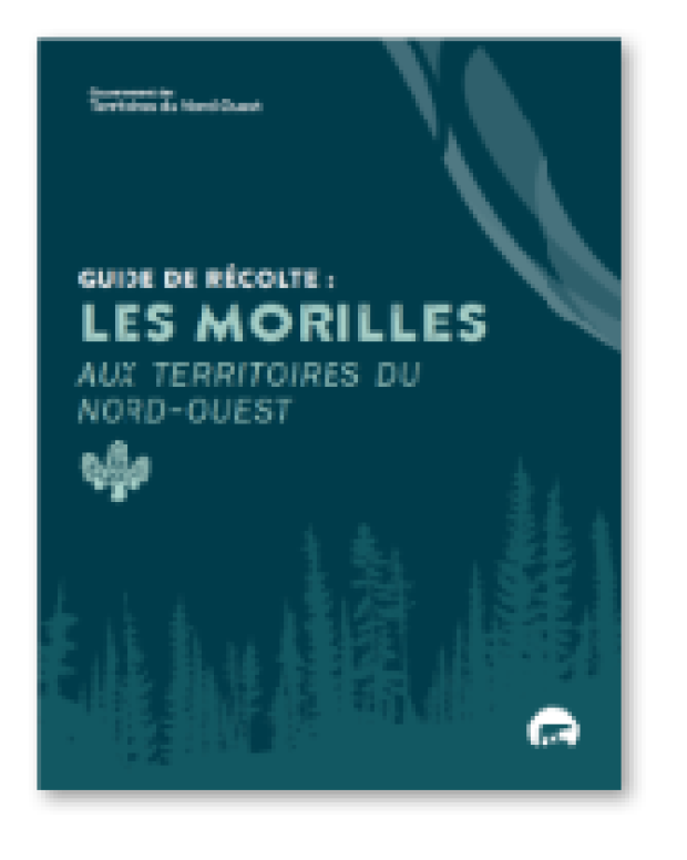 Guide Morilles