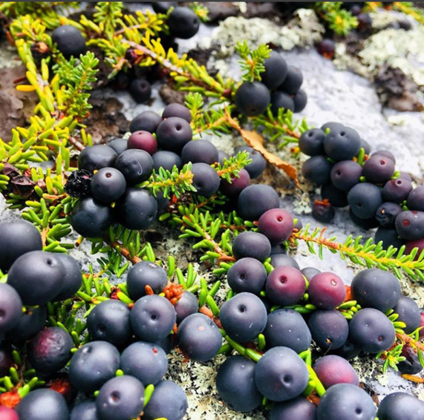Laughing Lichen Wild Crowberries