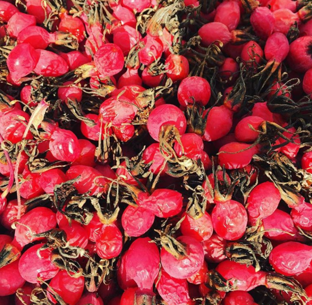 Laughing Lichen Arctic Rosehips