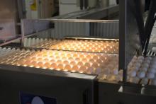 Eggs in an incubator