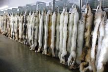Wolf Pelt Sale Display