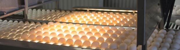 Eggs in an incubator