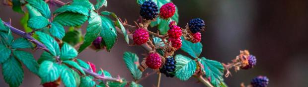 Wekweeti Berry Workshop