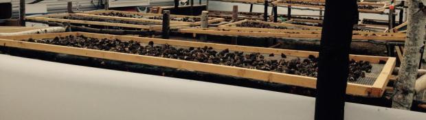 Morel Mushroom Harvest Site