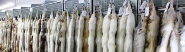 Wolf Pelt Sale Display