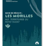 Guide Morilles